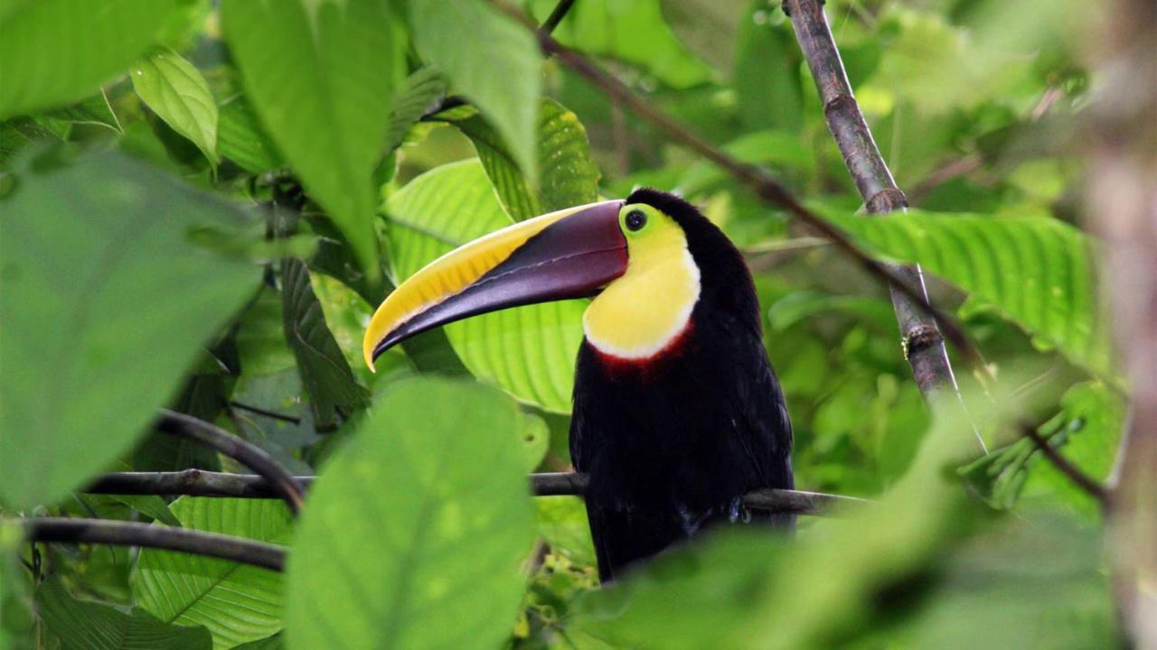 Santa Juana Lodge & Nature Reserve Quepos Ngoại thất bức ảnh